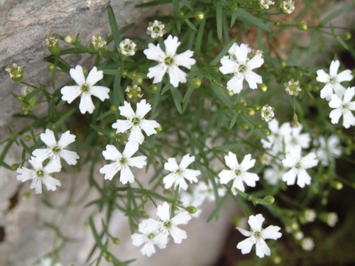 Silene pusilla / Silene piccola